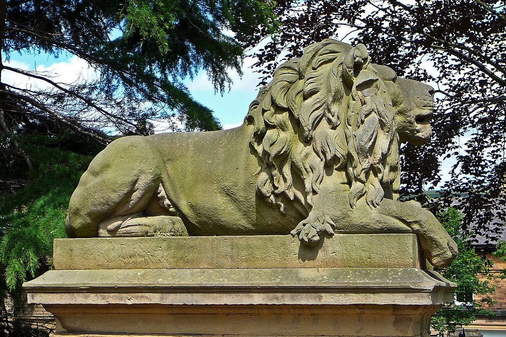 lion roar by Tim Green